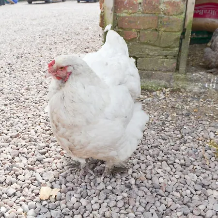 Сasa de vacaciones Hannahs Shepherds Hut - Uk43564 *