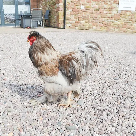 Hannahs Shepherds Hut - Uk43564 Сasa de vacaciones Bowness-on-Solway