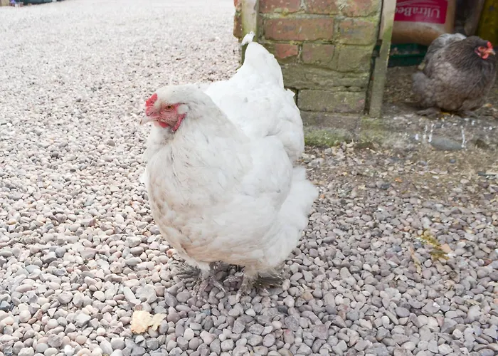Сasa de vacaciones Hannahs Shepherds Hut - Uk43564 *